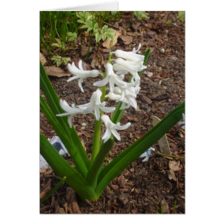 Snödroppar Hälsningskort