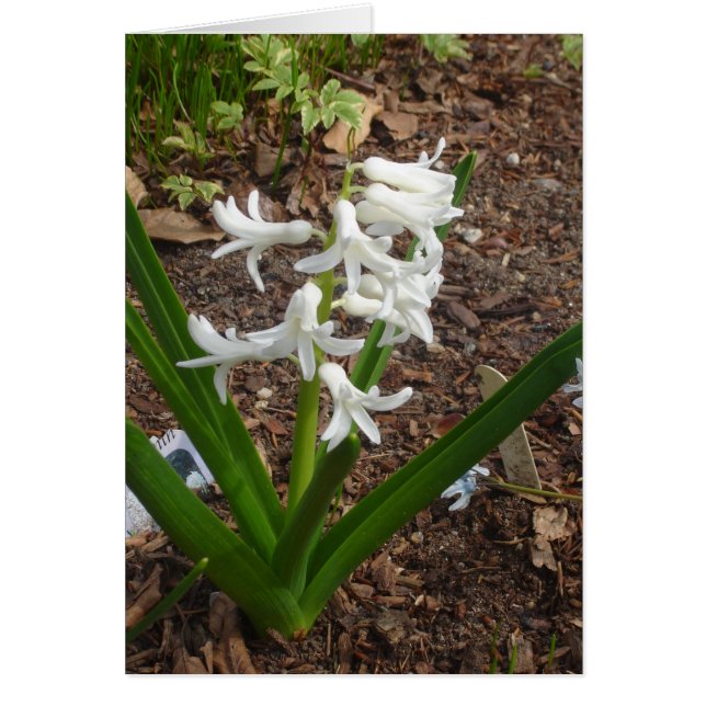 Snödroppar Hälsningskort (Framsidan)