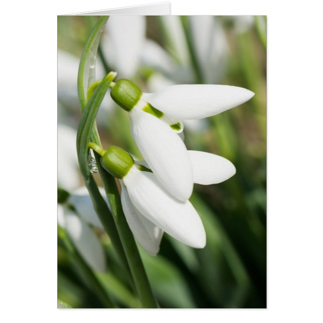 Snödroppar Hälsningskort (Framsidan)