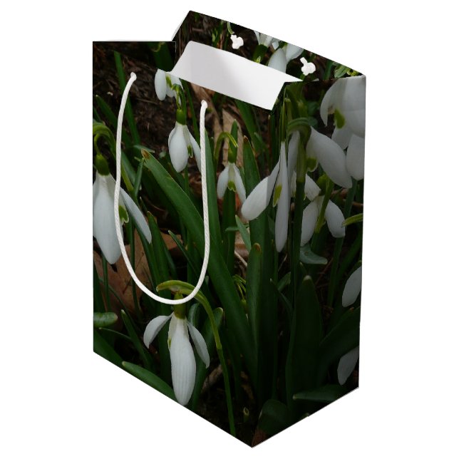 Snödroppar I (Galanthus) Vitt Vår blommor (Baksidan Vinklad)