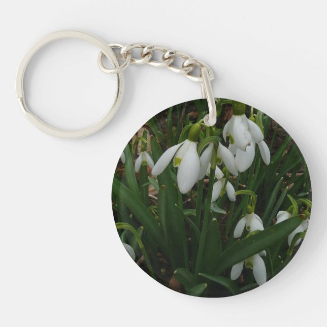 Snödroppar I (Galanthus) Vitt Vår blommor (Framsidan)