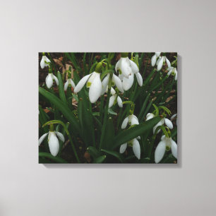 Snödroppar I (Galanthus) Vitt Vår blommor Canvastryck