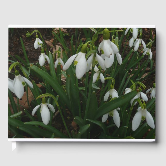 Snödroppar I (Galanthus) Vitt Vår blommor Gästböcker (Framsida)