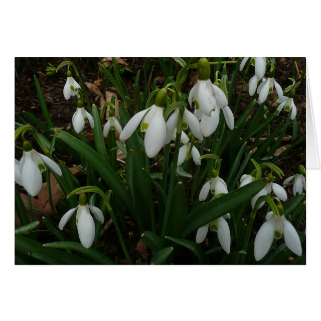 Snödroppar I (Galanthus) Vitt Vår blommor Hälsningskort (Framsidan Horizontal)