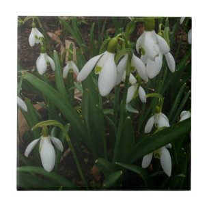 Snödroppar I (Galanthus) Vitt Vår blommor Kakelplatta