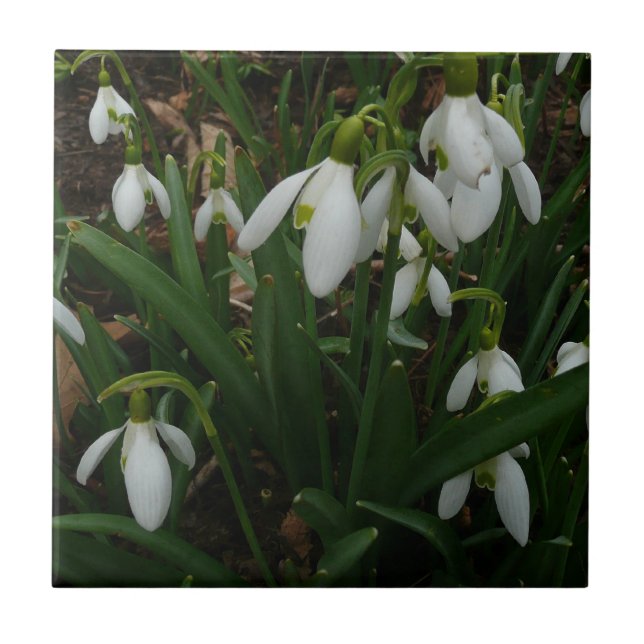 Snödroppar I (Galanthus) Vitt Vår blommor Kakelplatta (Framsidan)