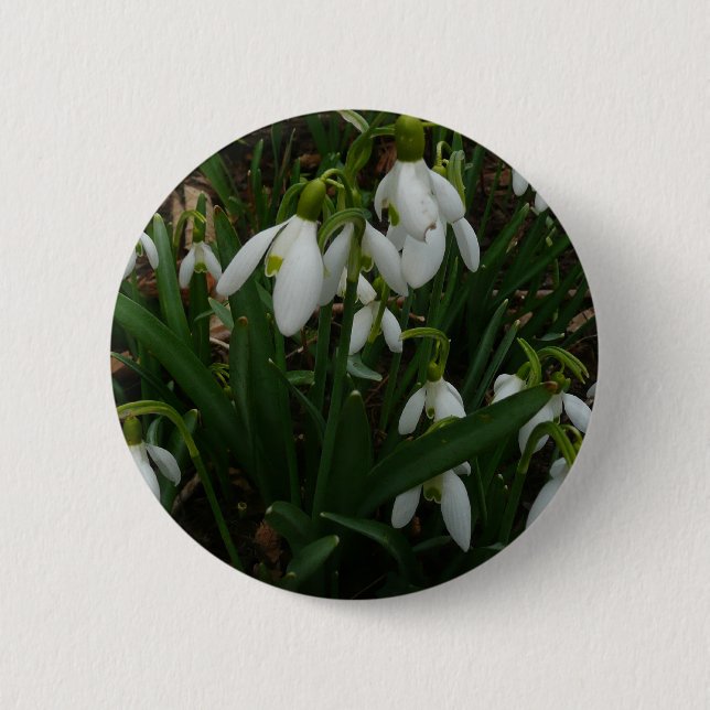 Snödroppar I (Galanthus) Vitt Vår blommor Knapp (Framsida)