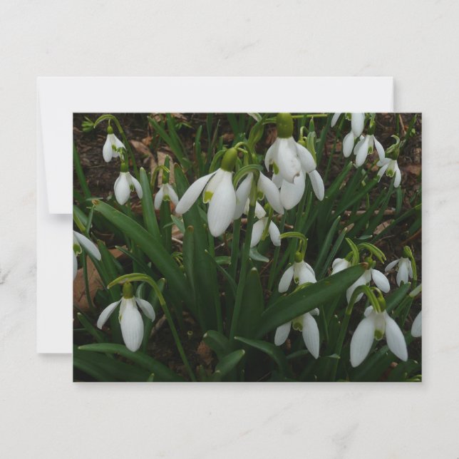 Snödroppar I (Galanthus) Vitt Vår blommor Kort (Framsida)
