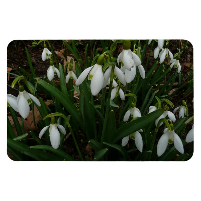 Snödroppar I (Galanthus) Vitt Vår blommor Magnet (Horisontell)