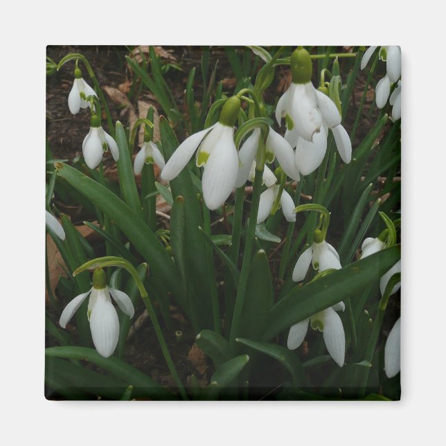 Snödroppar I (Galanthus) Vitt Vår blommor Magnet (Framsidan)