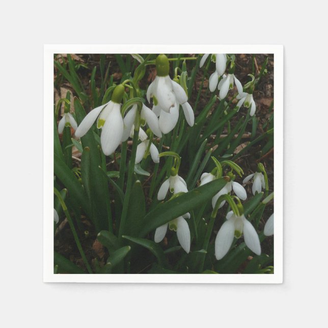 Snödroppar I (Galanthus) Vitt Vår blommor Pappersservett (Framsidan)