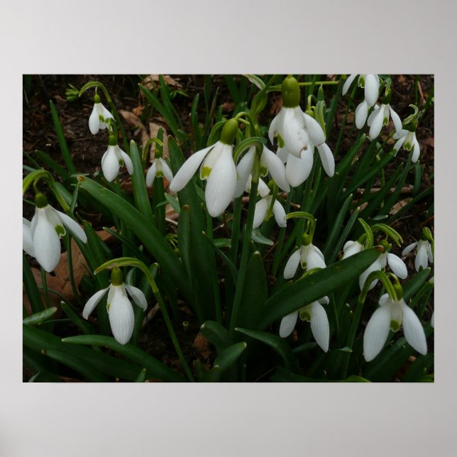 Snödroppar I (Galanthus) Vitt Vår blommor Poster (Framsidan)