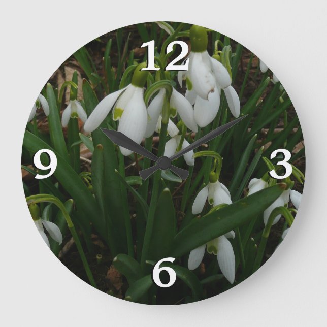 Snödroppar I (Galanthus) Vitt Vår blommor Stor Klocka (Framsida)