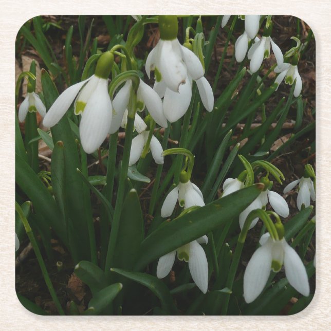 Snödroppar I (Galanthus) Vitt Vår blommor Underlägg Papper Kvadrat (Framsidan)