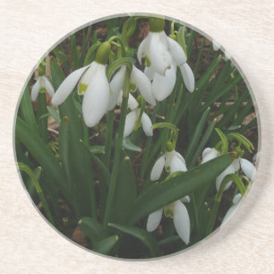 Snödroppar I (Galanthus) Vitt Vår blommor Underlägg Sandsten