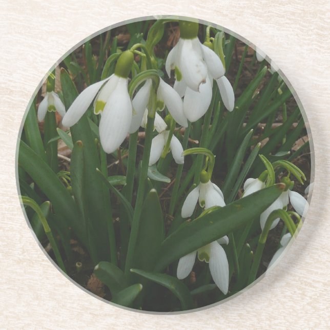 Snödroppar I (Galanthus) Vitt Vår blommor Underlägg Sandsten (Framsidan)