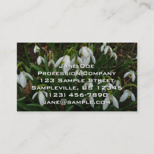 Snödroppar I (Galanthus) Vitt Vår blommor Visitkort