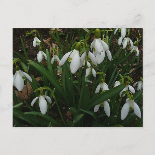 Snödroppar I (Galanthus) Vitt Vår blommor Vykort (Framsida)