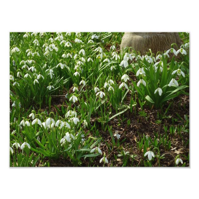 Snödroppar II (Galanthus) Vår Blommigt Fototryck (Framsidan)