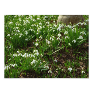 Snödroppar II (Galanthus) Vår Blommigt Fototryck