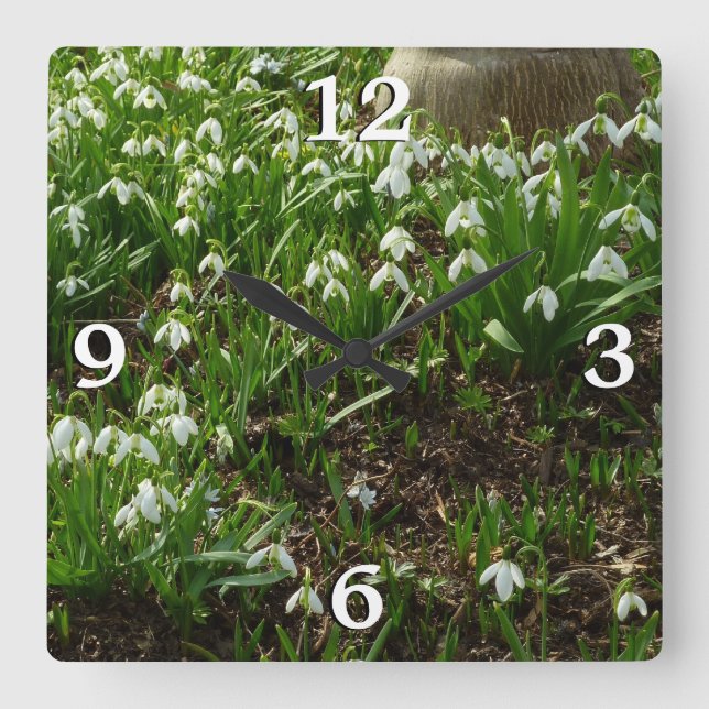Snödroppar II (Galanthus) Vår Blommigt Fyrkantig Klocka (Framsida)