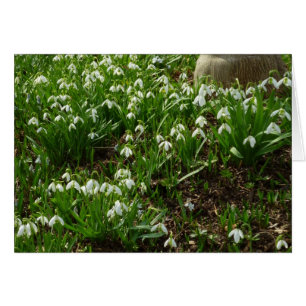 Snödroppar II (Galanthus) Vår Blommigt Hälsningskort