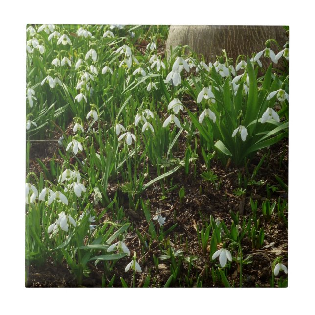 Snödroppar II (Galanthus) Vår Blommigt Kakelplatta (Framsidan)