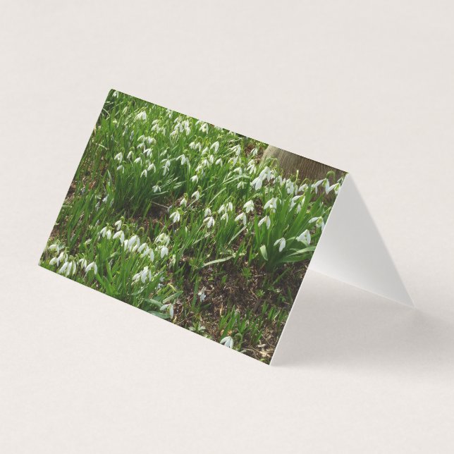 Snödroppar II (Galanthus) Vår Blommigt Kort (Framsida)