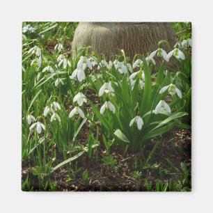 Snödroppar II (Galanthus) Vår Blommigt Magnet