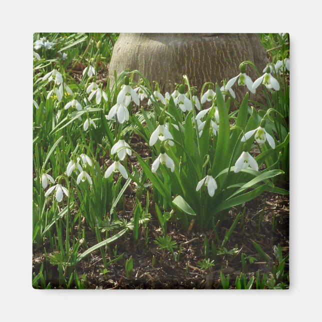Snödroppar II (Galanthus) Vår Blommigt Magnet (Framsidan)