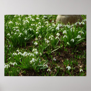 Snödroppar II (Galanthus) Vår Blommigt Poster