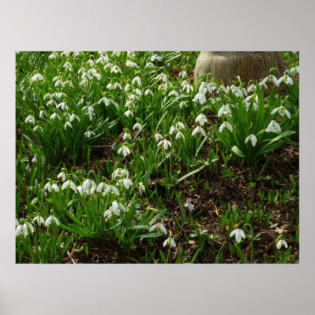 Snödroppar II (Galanthus) Vår Blommigt Poster (Framsidan)