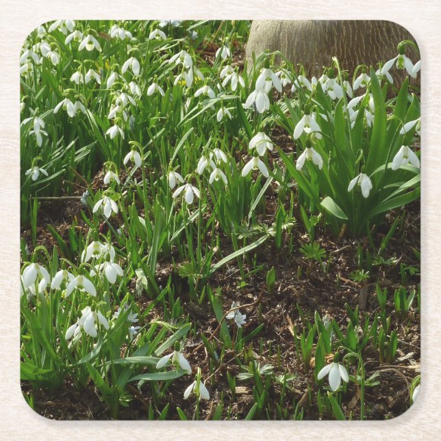 Snödroppar II (Galanthus) Vår Blommigt Underlägg Papper Kvadrat (Framsidan)