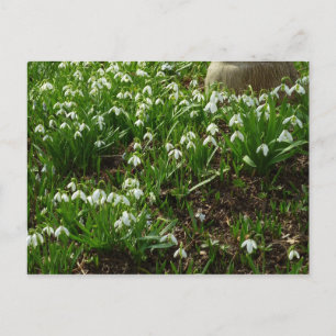 Snödroppar II (Galanthus) Vår Blommigt Vykort