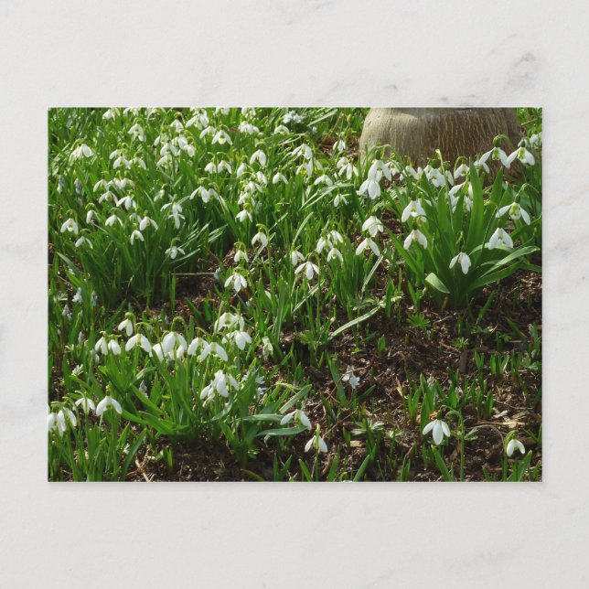 Snödroppar II (Galanthus) Vår Blommigt Vykort (Framsida)