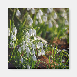 Snödroppar Magnet