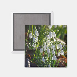 Snödroppar Magnet