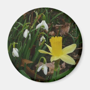 Snödroppar och Blommigten Daffodil Vår Magnet