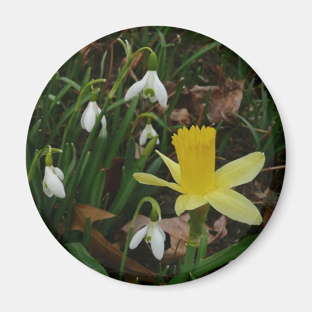 Snödroppar och Blommigten Daffodil Vår Magnet (Framsidan)