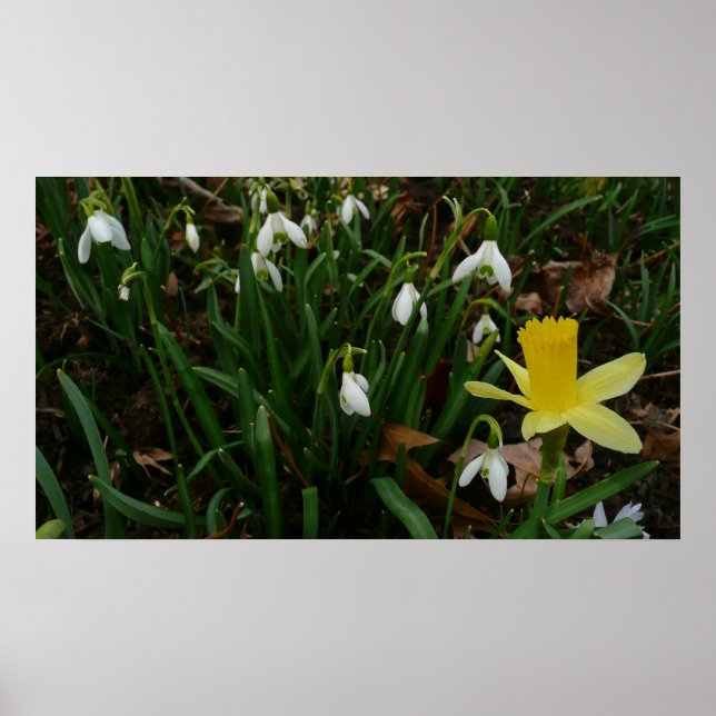 Snödroppar och Blommigten Daffodil Vår Poster (Framsidan)