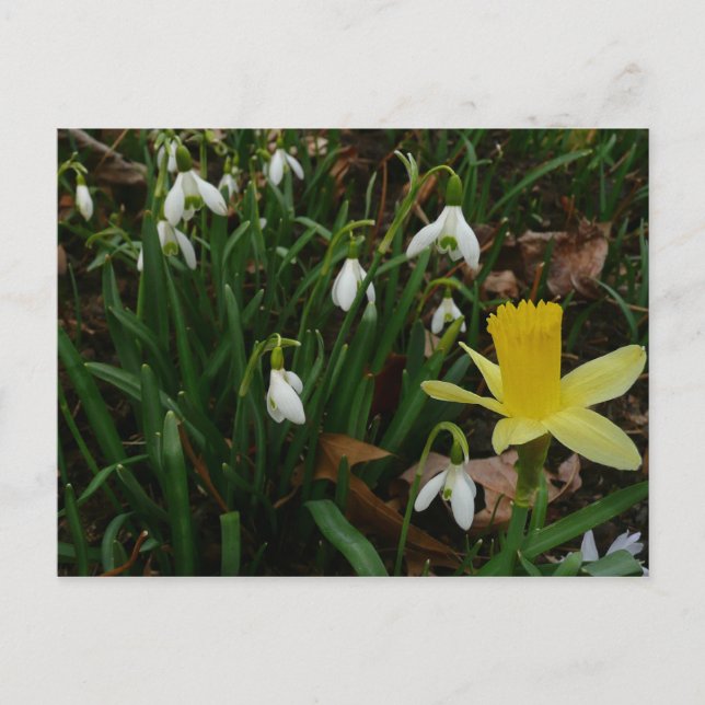 Snödroppar och Blommigten Daffodil Vår Vykort (Framsida)