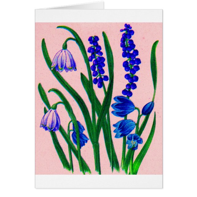 snödroppar och scilla hälsningskort (Framsidan)