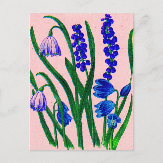 snödroppar och scilla vykort (Framsida)