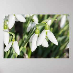 Snödroppar Poster