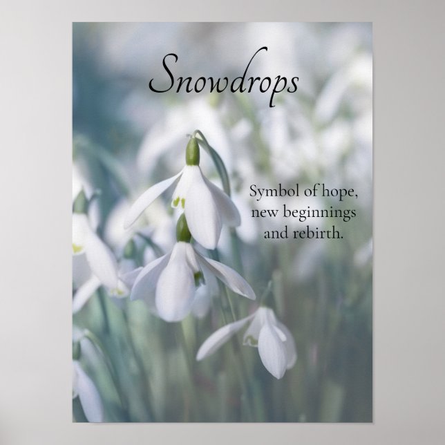 Snödroppar Poster (Framsidan)
