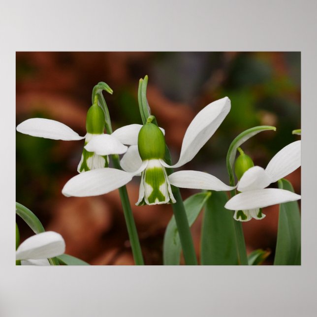 Snödroppar Poster (Framsidan)