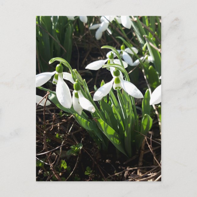 Snödroppar Vår blommor Vykort (Framsida)