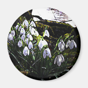 Snödroppar vid floden Hafren Fridge Magnet
