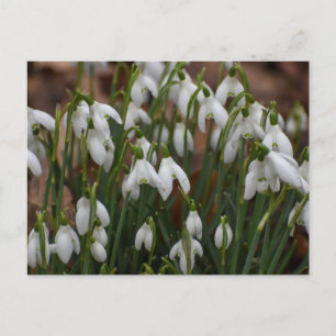 Snödroppar Vykort