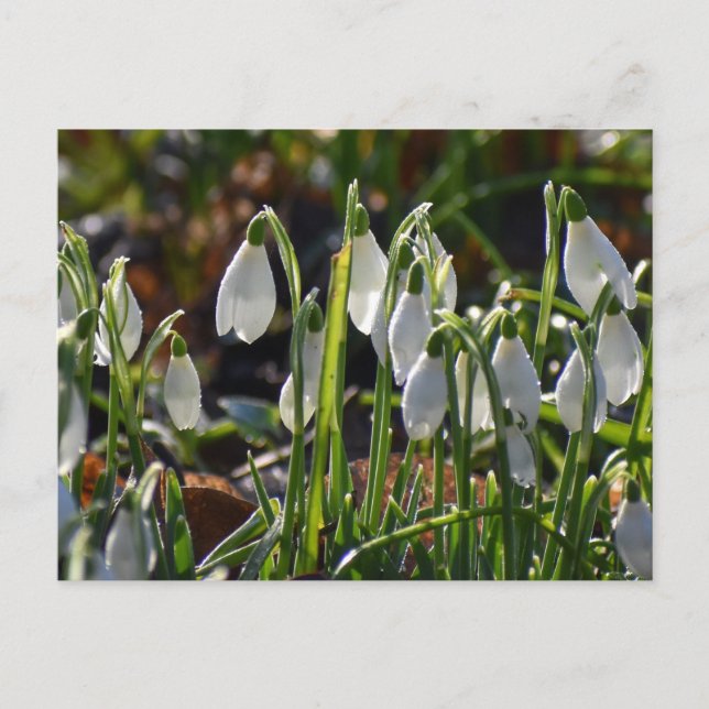 Snödroppar Vykort (Framsida)